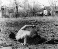 zubayraev_85